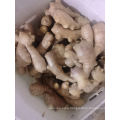 Qualified Fresh Ginger for EU 150g up in PVC Box